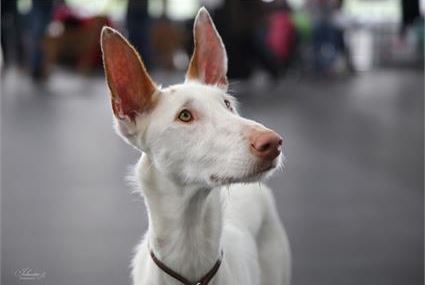 Podenco Ibicenco